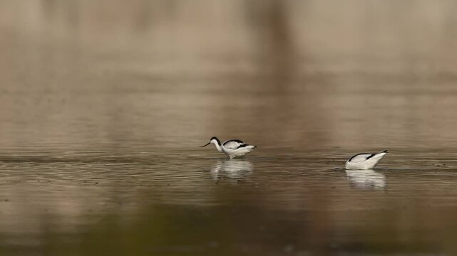 Pied avocets wade and feed in lake showing coordinated posture balance and rhythmic sweeping behavior