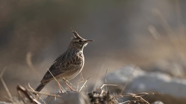 Crested lark takes off from dryland showing raised crest rapid wingbeats and alert escape response