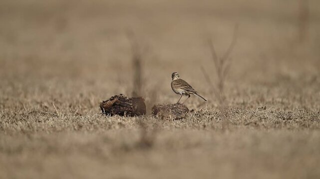 Quiet grassland scene captures long billed pipit searching insects calmly