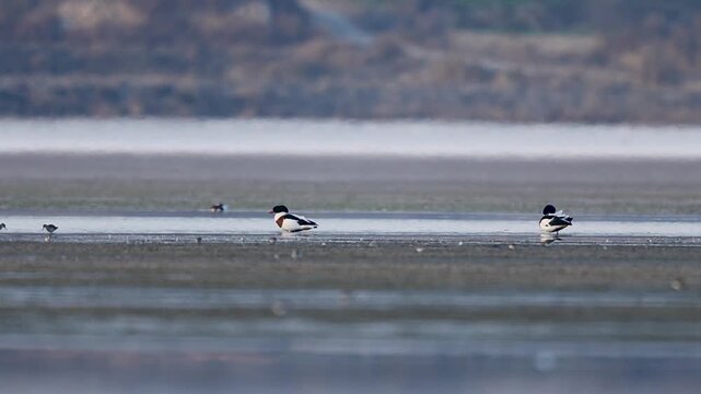 Common shelducks preen feathers on lake showing calm behavior balance and routine waterfowl care