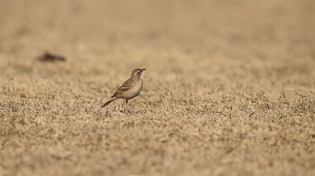Dry grass scene creates serene wildlife moment featuring long billed pipit