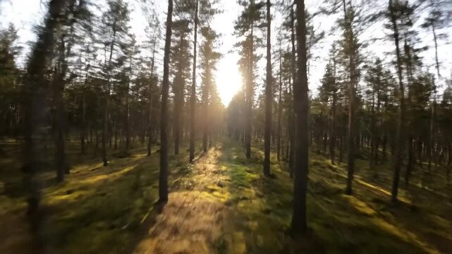 Warm sunlight beams penetrate a lush pine forest, casting long shadows across the green ground.