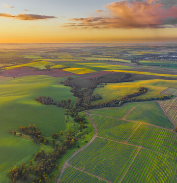 Aerial view of sprawling, verdant fields contrasted by golden sunset hues and dark, winding tree lines create a vibrant tapestry, Kibbutz Ruhama, South District, Israel.