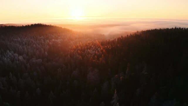 Sunrise over misty forest landscape