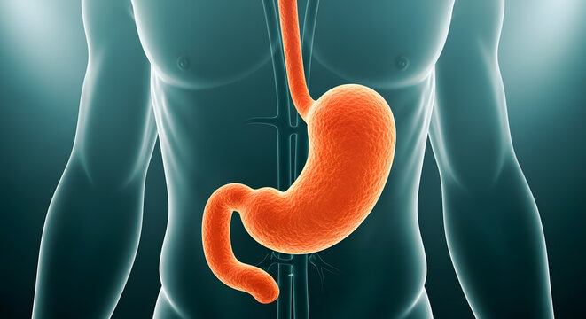 Anatomical representation of the digestive organs esophagus, stomach, and duodenum inside a male body
