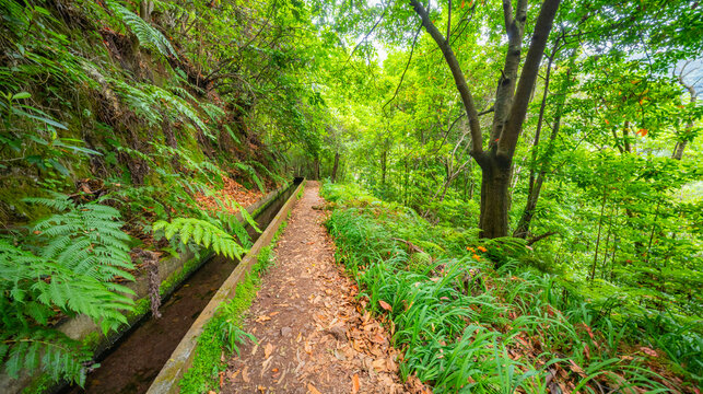 Levada Faja dos Rodrigues, Mountain Footpath, Irrigation Channel Maintenance Trail, Madeira, Portugal, Europe