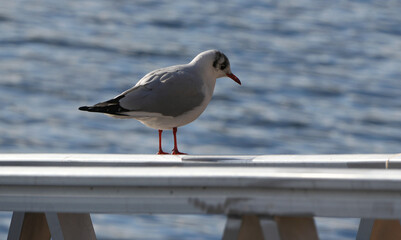 Obraz premium a black-headed gull (chroicocephalus ridibundus) standing on a railing near water