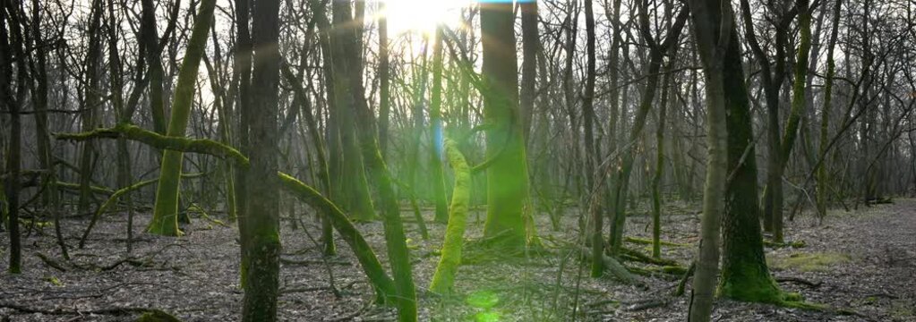 Anamorphic Lens - Sunset in the Woods.