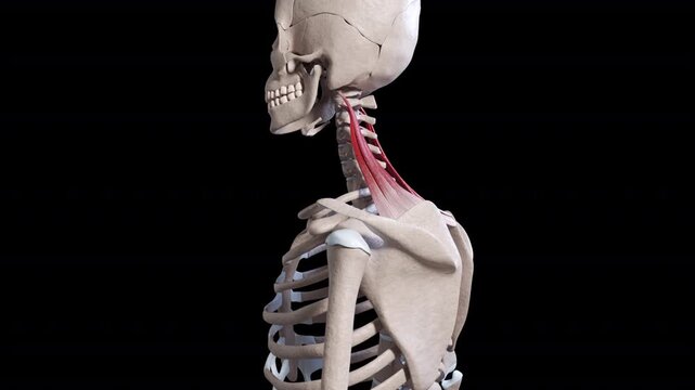 Levator Scapulae Muscle Movement Side View
