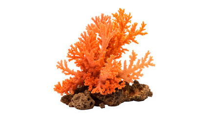 Naklejka premium Bright orange coral on a rock isolated on transparent background