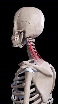 Levator Scapulae Muscle Movement Side View Vertical Video