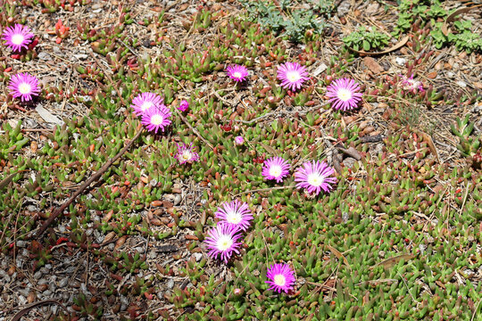 pink flowering succulent pigface groundcover on coastal sand dunes
