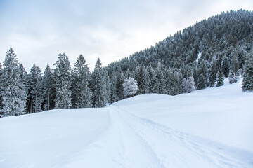 Obraz premium Winter landscape with pine forest and lots of snow near Lenggries, Bavarian alps
