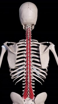 Multifidus Muscle Movement Back View Vertical Video