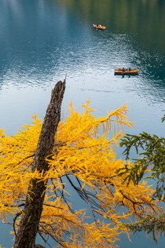 Two rowboats float on a calm, blue lake, framed by a golden larch tree in autumn. Braies lake,Alto Adige,Dolomites,Italy