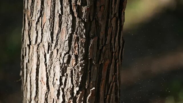 Close-up view of textured pine tree bark in natural light, showcasing intricate patterns and subtle dust particles in the air