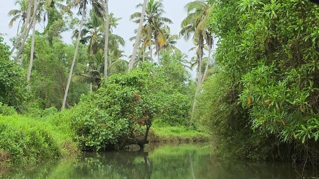 Lush green landscape with palm trees and waterway in Kerala