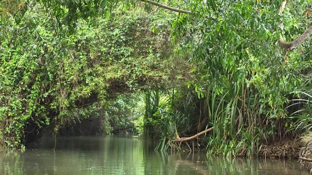 Lush green archway over tranquil water in Kerala