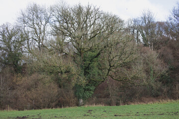 Large ash tree infected with ash dieback disease in English countryside