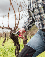 Obraz premium Close-up of the hands of the winemaker pruning the vineyard with professional steel scissors. Traditional agriculture. Winter pruning, Guyot method.