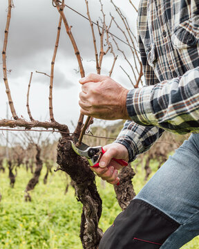 Close-up of the hands of the winemaker pruning the vineyard with professional steel scissors. Traditional agriculture. Winter pruning, Guyot method.
