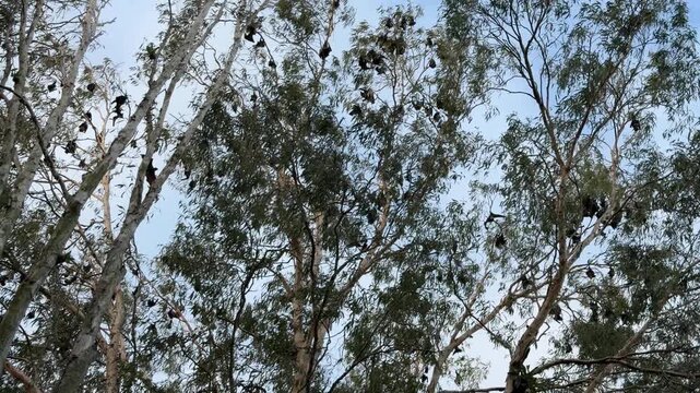 Large flying fox bats glide between eucalyptus branches, their wide wings casting bold silhouettes against a clear blue sky, emphasizing the impressive size and slow, powerful flight of this species.