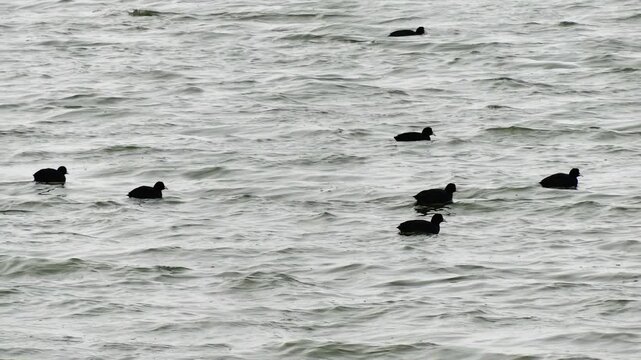 A flock of Eurasian coot (Fulica atra) on the water near the city beach