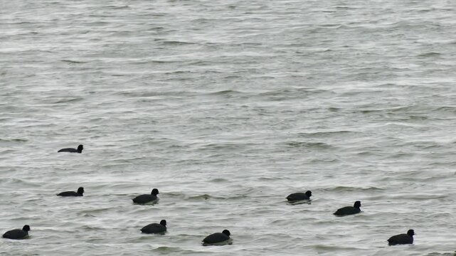 A flock of Eurasian coot (Fulica atra) on the water near the city beach