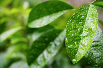 Fresh green leaves covered with water droplets after rain, captured in soft natural light with shallow depth of field. Calm nature background symbolizing freshness, growth, and sustainability.
