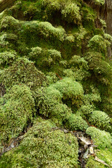 Moss and ferns growing on rotting logs, trees and rocks at Mount Field National Park, Tasmania, Australia
