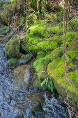 Moss and ferns growing on rotting logs, trees and rocks at Mount Field National Park, Tasmania, Australia