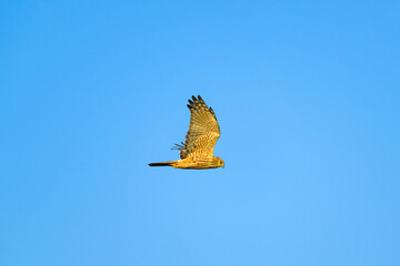 チュウヒの飛翔