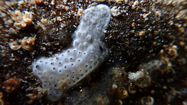 Encrusting tunicate Trididemnum cereum close-up undersea, Ligurian Sea, Italy, Imperia