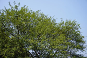 Fototapeta premium Tree with Green Leaves Against Blue Sky