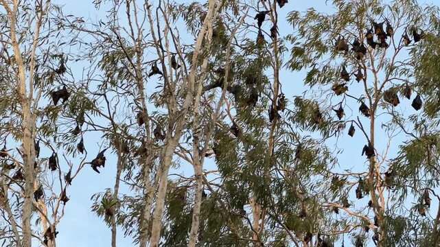 High view into the crown of a eucalyptus tree where flying fox bats hang upside down while others take off, their broad wing silhouettes moving through the branches in the fading light.