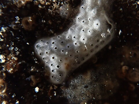 Encrusting tunicate Trididemnum cereum close-up undersea, Ligurian Sea, Italy, Imperia