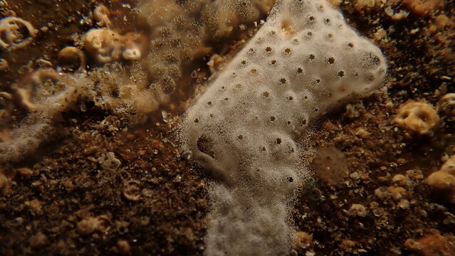 Encrusting tunicate Trididemnum cereum close-up undersea, Ligurian Sea, Italy, Imperia