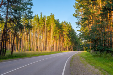 Fototapeta premium Asphalt road through pine forest in golden sunset light
