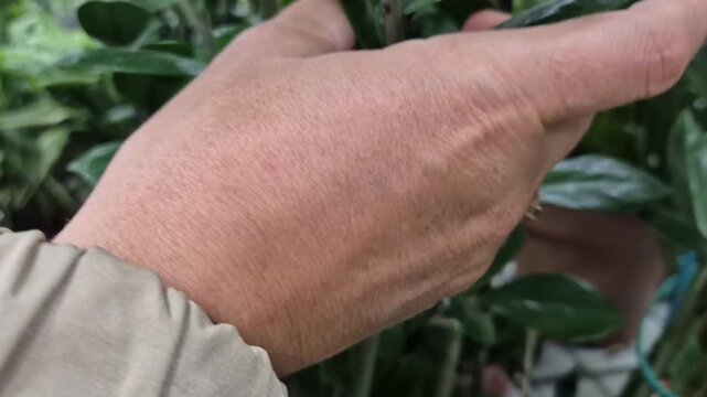 Zamioculcas plant leaf close up showing female hands touching the bright green foliage in a garden shop.