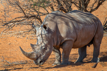 Obraz premium Close up photo of a white rhinoceros, rhino portrait, wildlife safari and game drive in Namibia, Africa