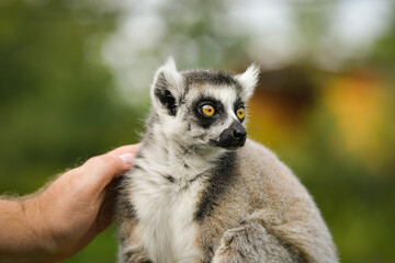 Fototapeta premium A ring-tailed lemur sitting and calmly observing its surroundings. The lemur’s expressive yellow eyes, soft grey fur, and iconic striped tail are clearly visible, capturing its curious and relaxed 