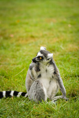Fototapeta premium Ring-tailed lemur sitting on grass and grooming itself in natural enclosure. Portrait of endemic Madagascar primate with characteristic striped tail and bright orange eyes. Wildlife conservation and p