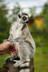 Fototapeta premium A ring-tailed lemur sitting and calmly observing its surroundings. The lemur’s expressive yellow eyes, soft grey fur, and iconic striped tail are clearly visible, capturing its curious and relaxed 