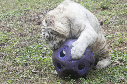 White Tiger at Play with Enrichment Ball, White Tiger (Panthera tigris, leucistic)