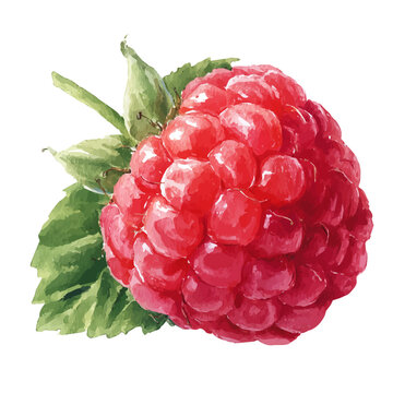 Raspberry watercolor artwork, high-quality professional vector illustration isolated on a white background.