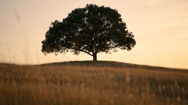 Silhouette of a solitary tree atop a grassy hill during sunset, with warm golden hues and a tranquil atmosphere