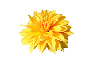 yellow dahlia flower isolated on white background