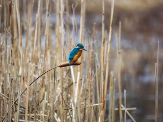 Kingfisher Perched on a Reed