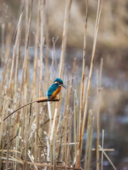 Kingfisher Perched on a Reed