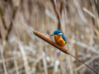 Kingfisher Perched on a Reed